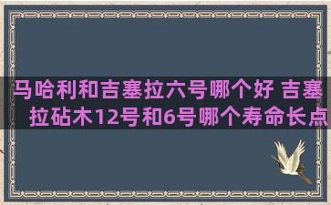 马哈利和吉塞拉六号哪个好 吉塞拉砧木12号和6号哪个寿命长点